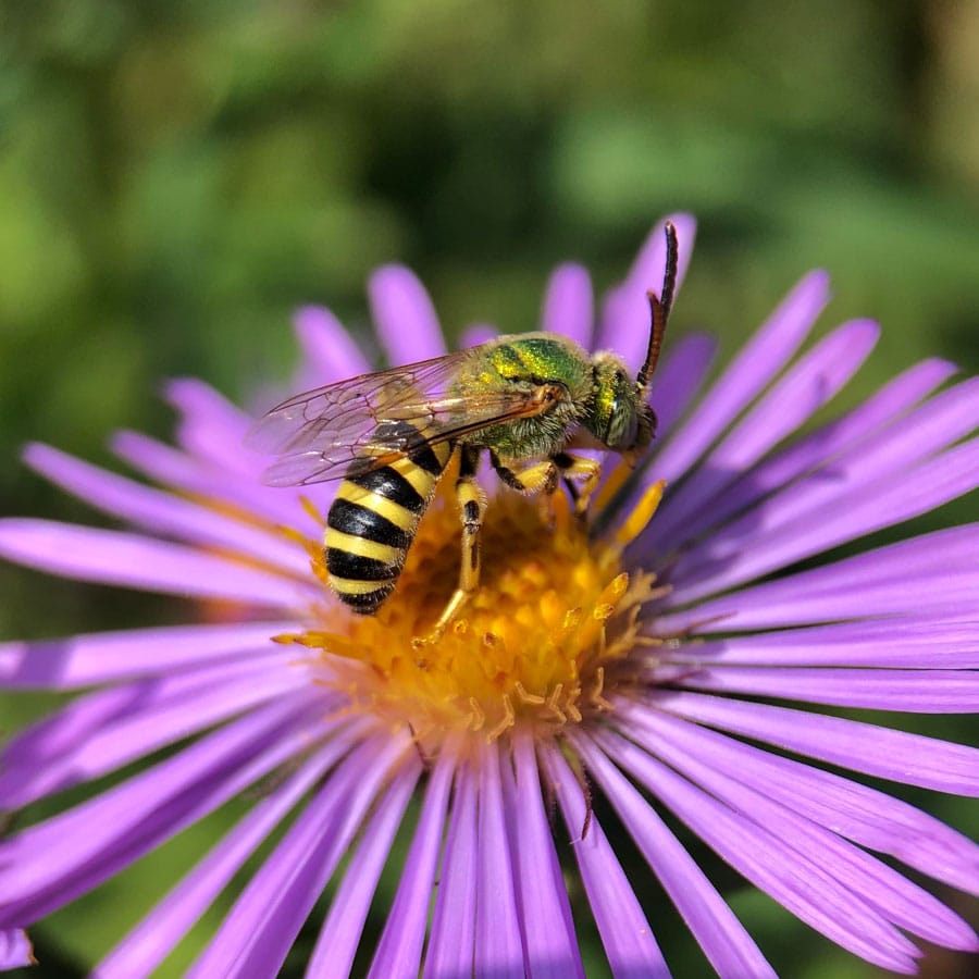 Rare Charitable Research Reserve plots gardens on ‘pollinator way stations’ map