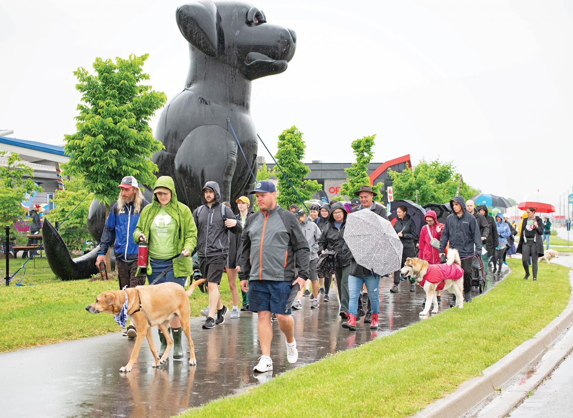 Humane Society walk nets $62,000
