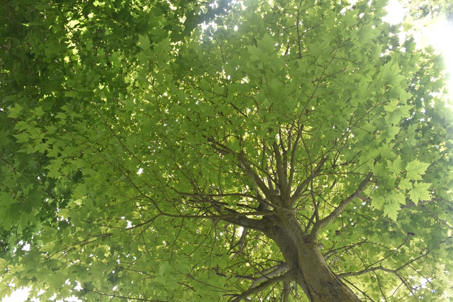 Ellis: Trees should be the first things planted in a brand-new yard