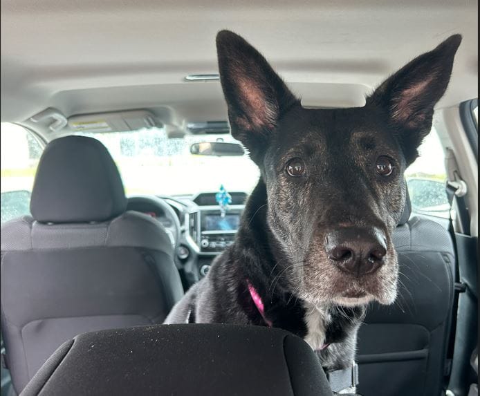 Guelph Humane Society warns pet owners of dangerous summer heat