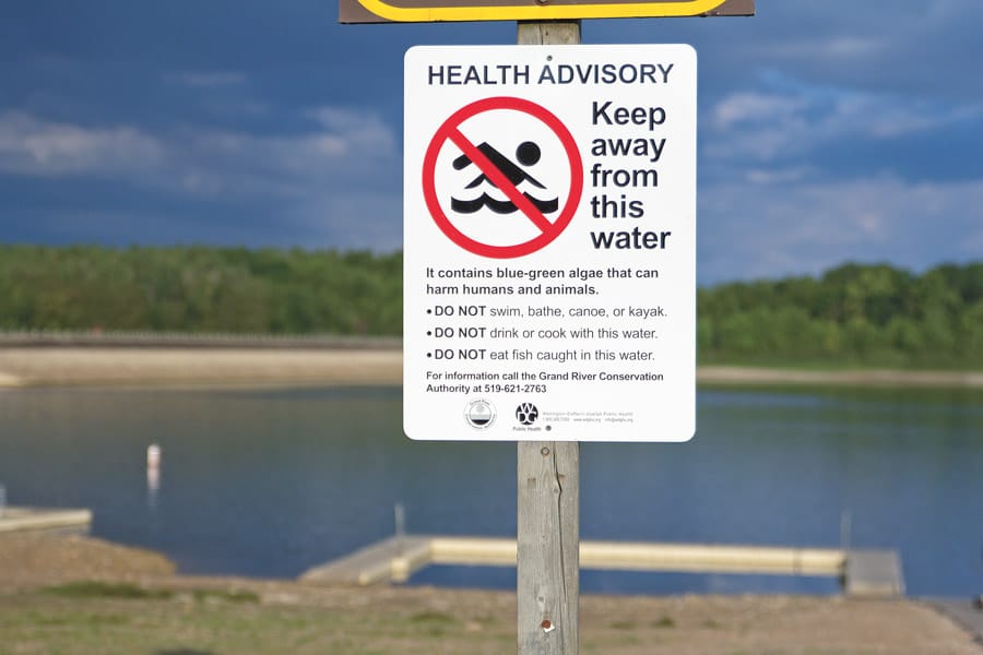 Blue-green algae bloom observed at Belwood Lake