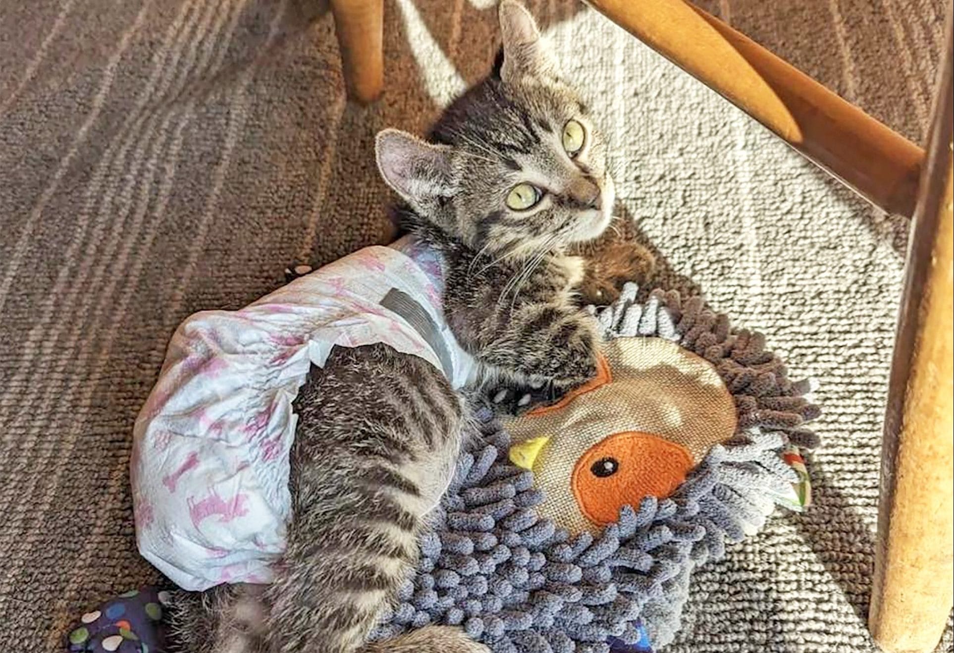 Arthur Animal Rescue ‘overflowing’ with cats