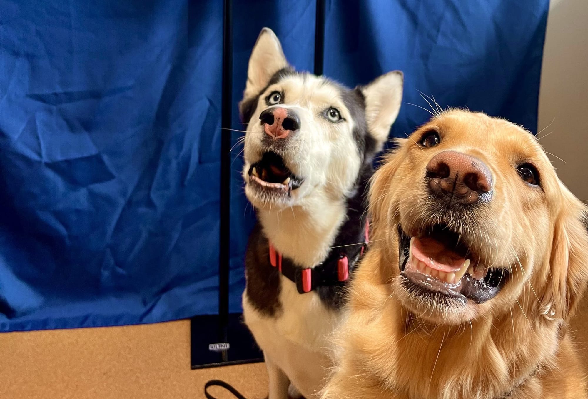 Dog donors help fellow pooches through blood donor clinic at Erin veterinary hospital