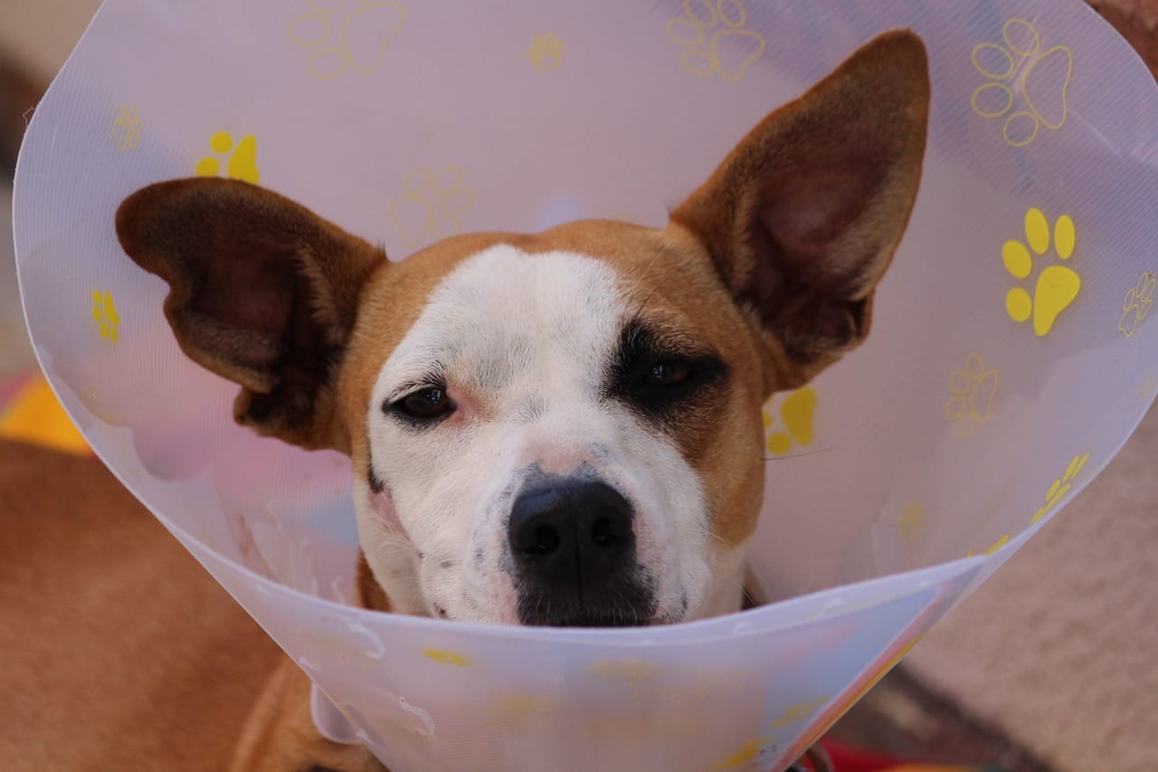 Parvovirus: what is it and how is it treated?