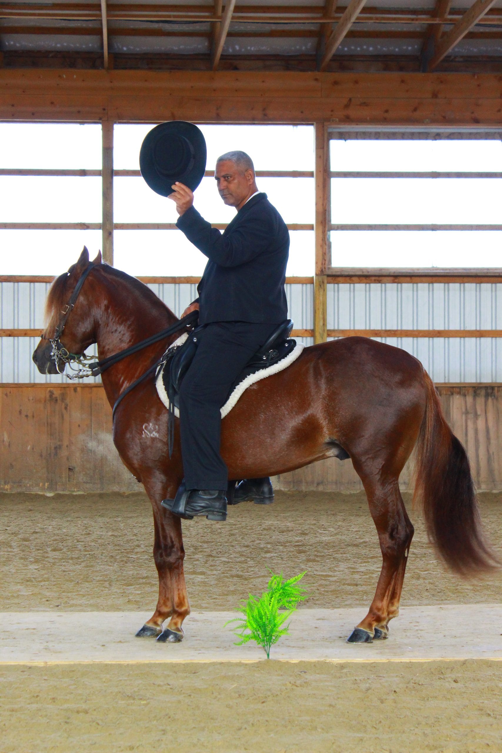 Hacienda Santa Maria hosts paso fino show