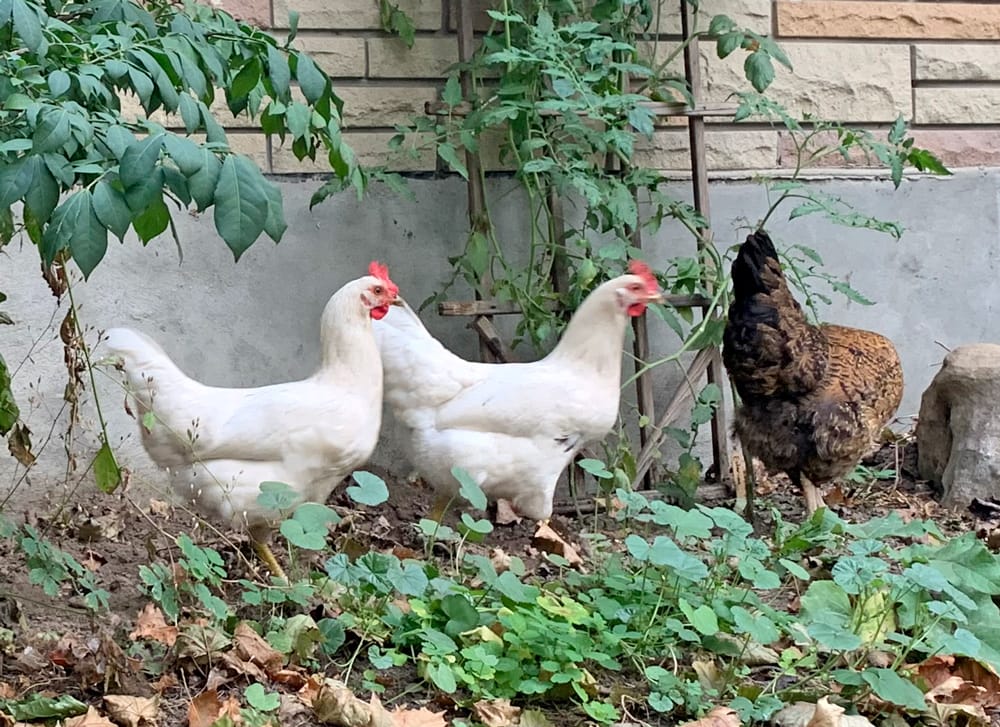 Guelph/Eramosa council passes domestic poultry bylaw