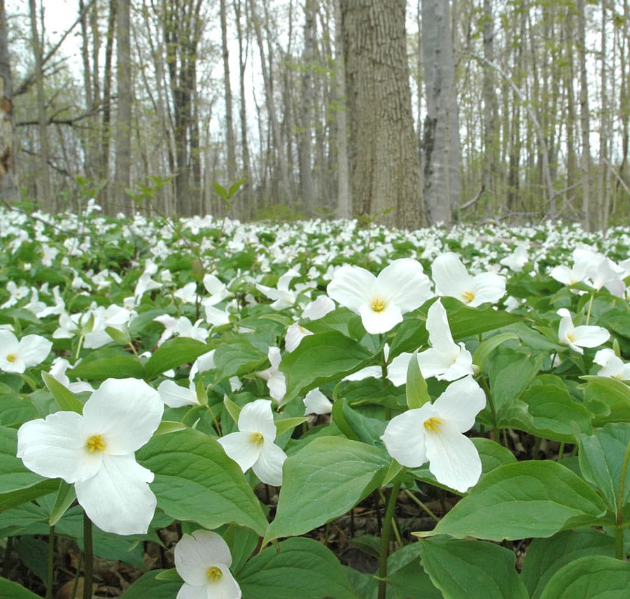 Spring Wildflower Workshop at The Arboretum