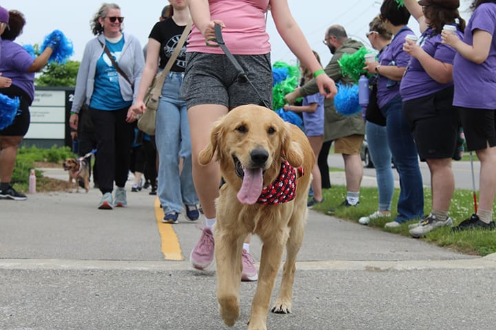 Humane Society raises $64,000 with walk-a-thon