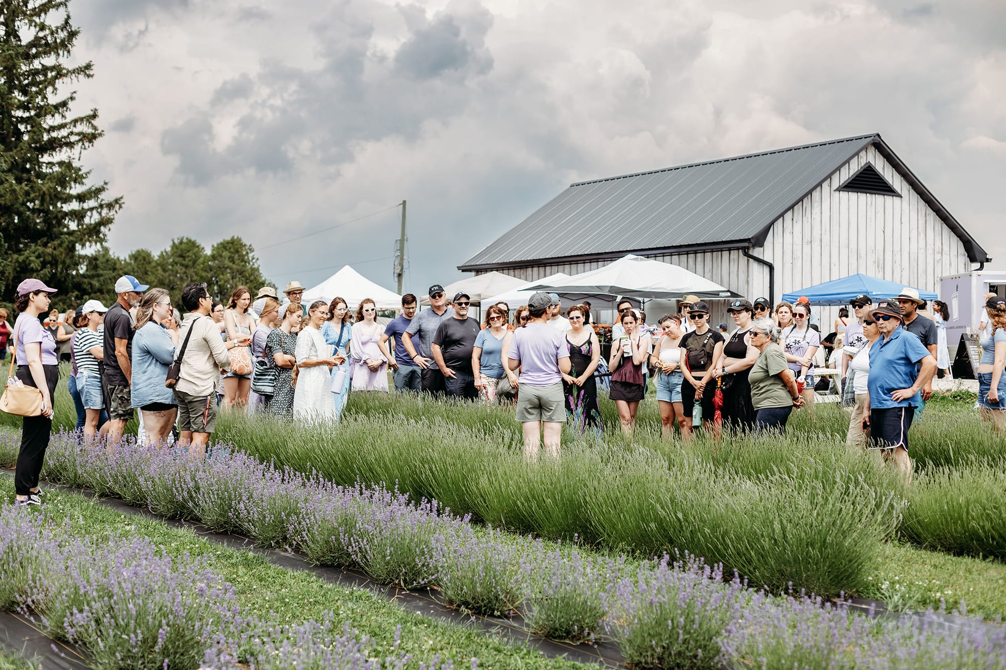 Local lavender festival returns June 28; features workshops, live entertainment, artisan vendors, farm tours