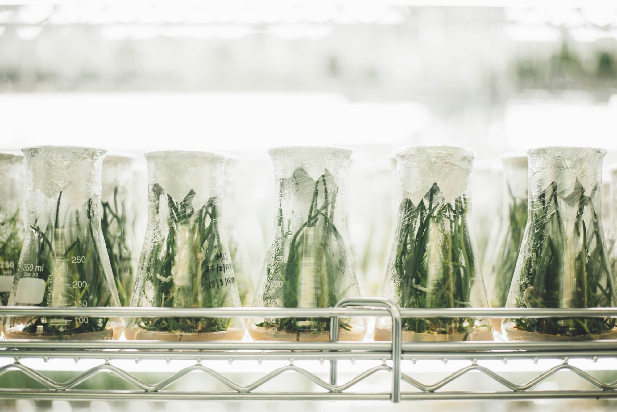 Ontario investing in agri-food research to help farmers and agribusinesses compete globally