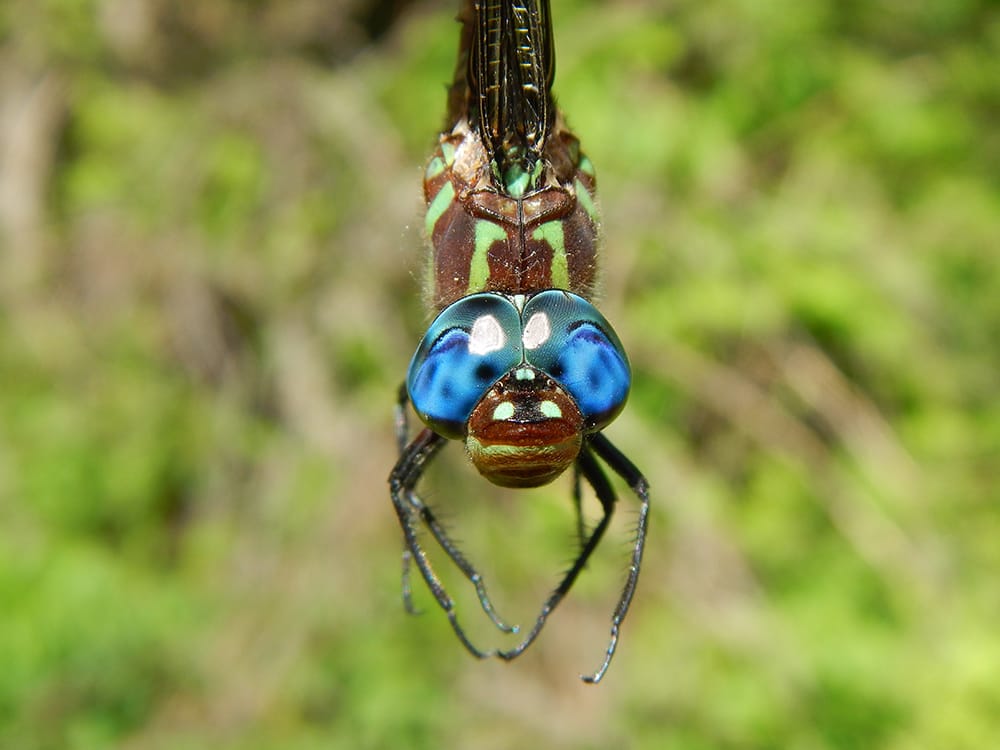 Arboretum to host butterfly, moth and dragonfly workshops