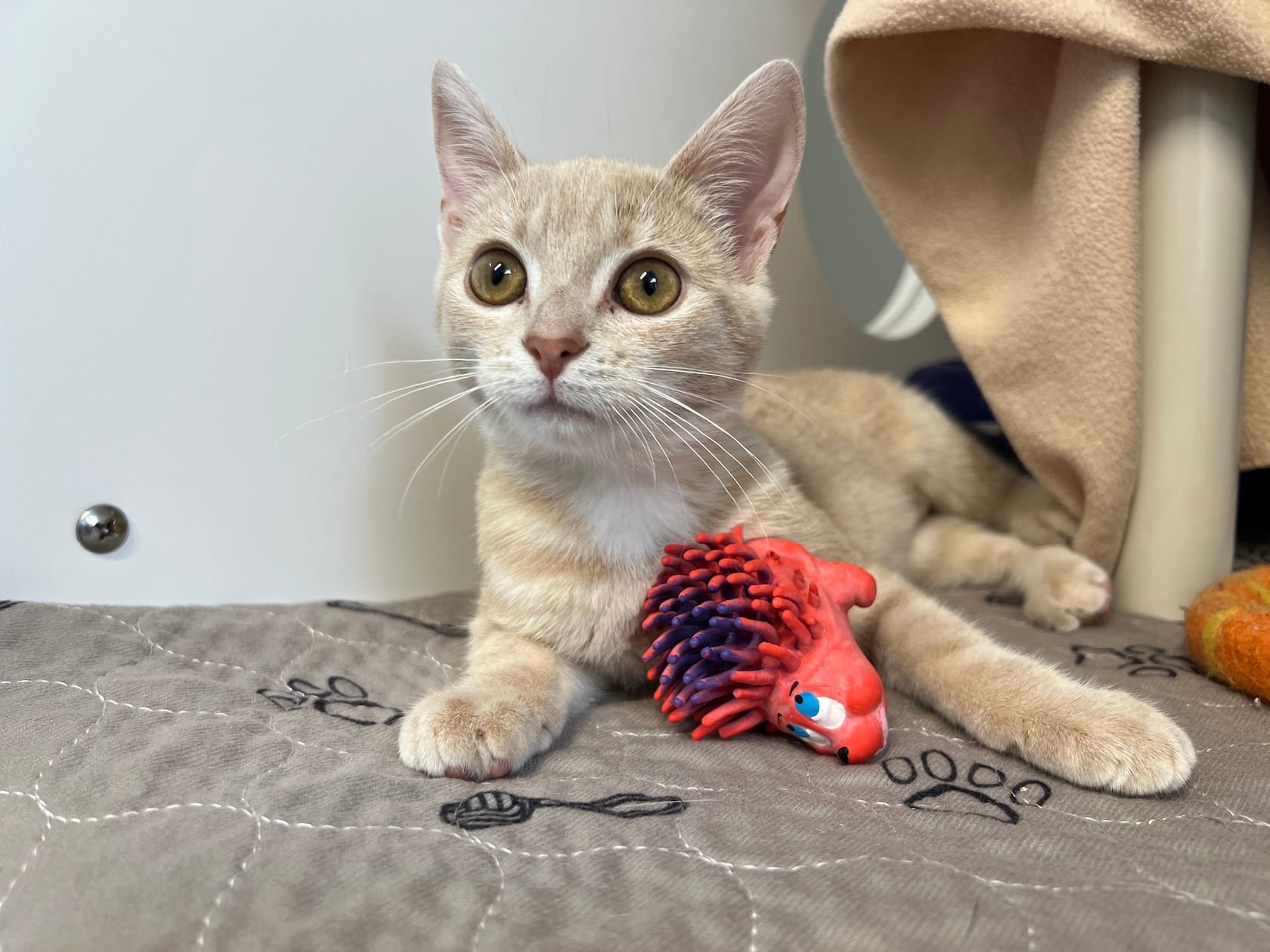 Humane society encourages people to adopt a pet in need