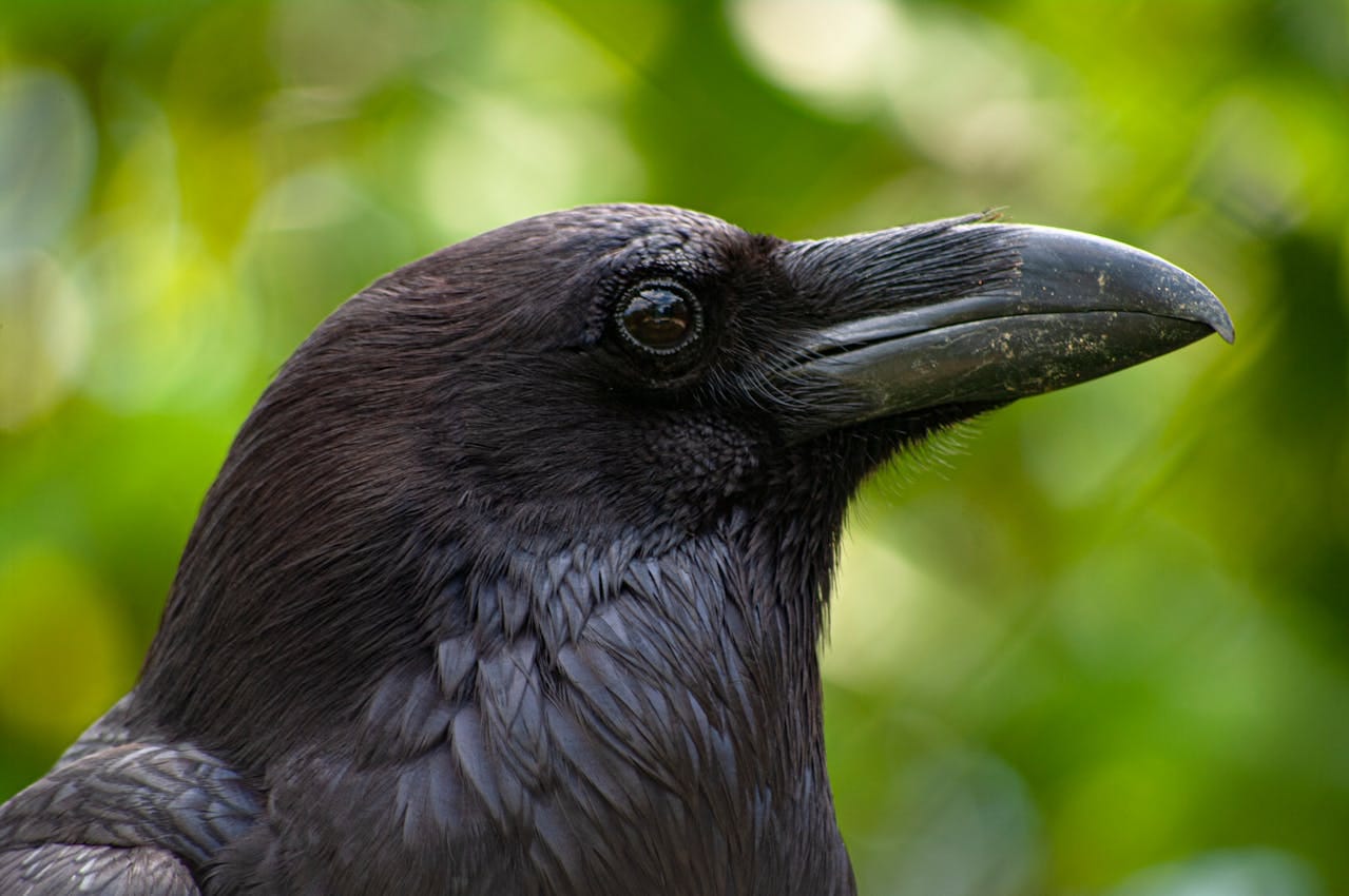 Puslinch resident charged after wild raven captured