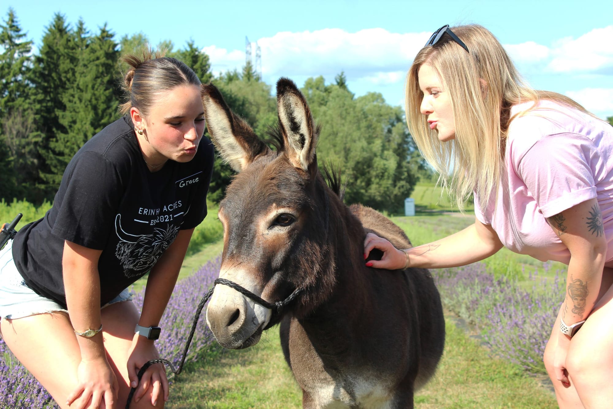 Bachelor donkey on the lookout for a ‘good, wholesome Jenny’