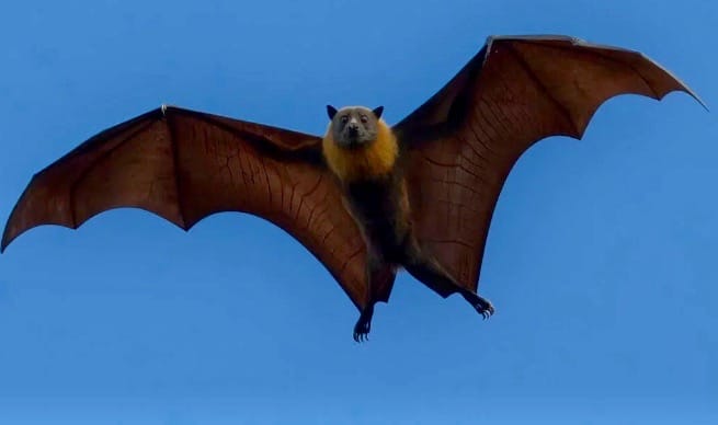 Bat found in Centre Wellington tests positive for rabies