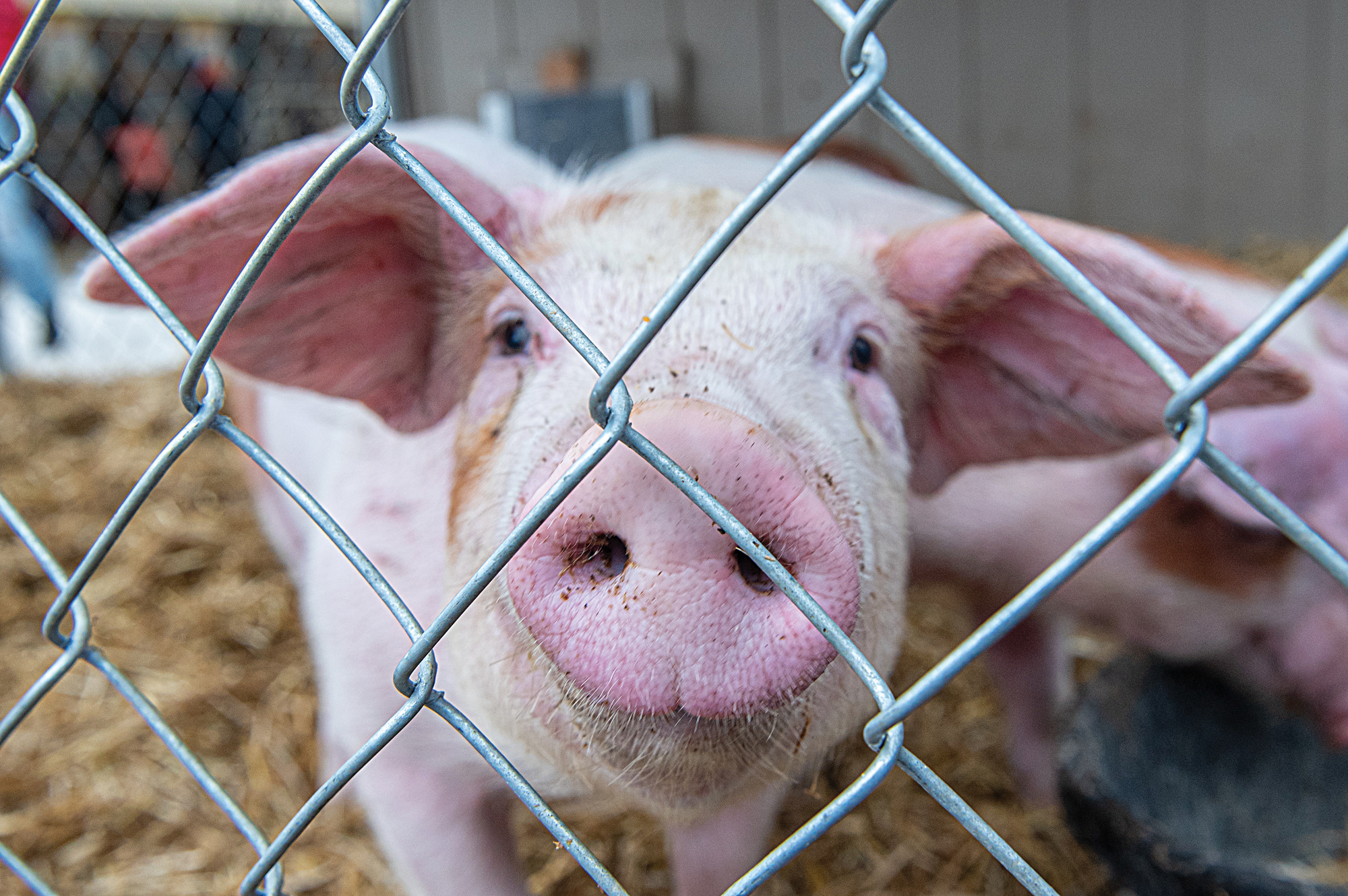 Fall fair fun returns to Erin next weekend