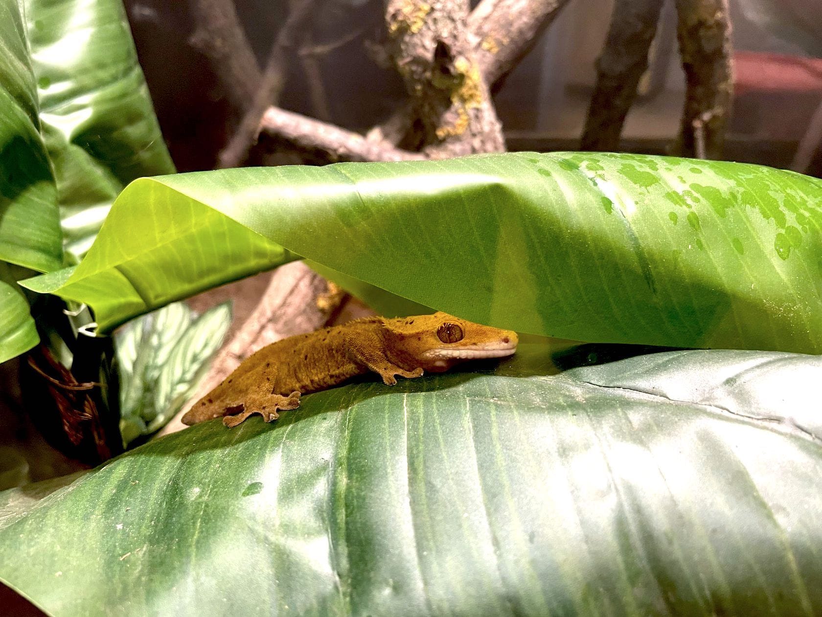 Museum’s Wildlife Rescue exhibit to include live animals