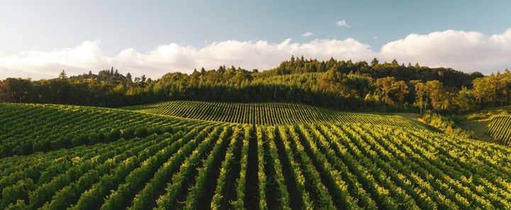 Organic Is Not What You Think It Is