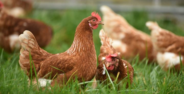"Cage Free" Chicken Was Never Going to Be in a Cage