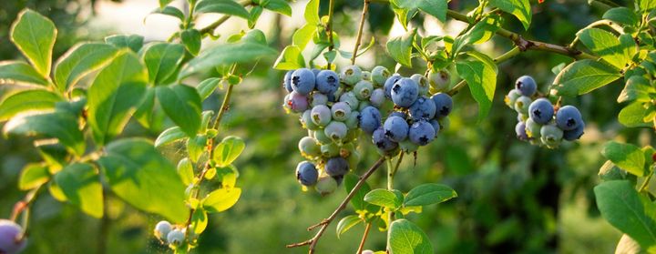 Organic Blueberries Just Caused an E. coli Outbreak. Here Is What That Actually Means.