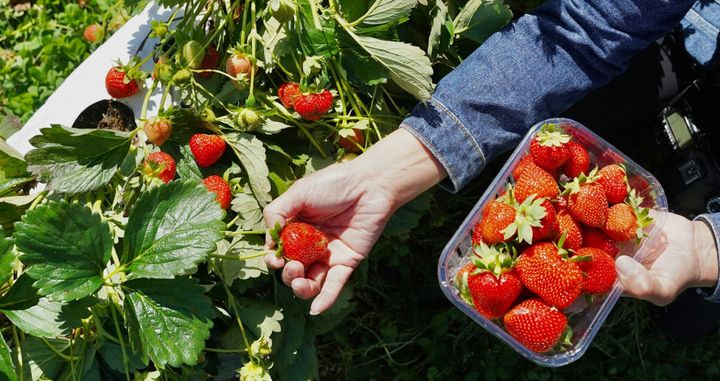Your Strawberries Changed Hands More Times Than You Think