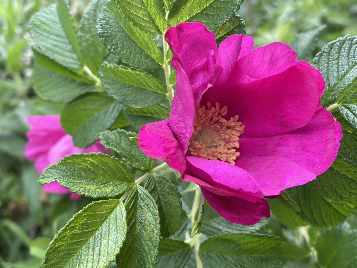 Magenta coloured flower.