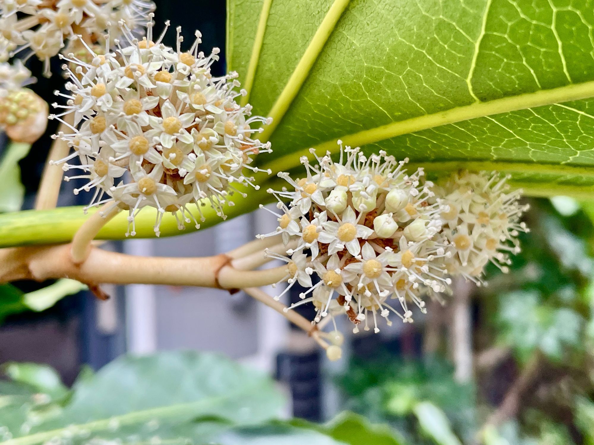 Whisper by OpenAI: Unlocking Speech Recognition for Transcription and Beyond