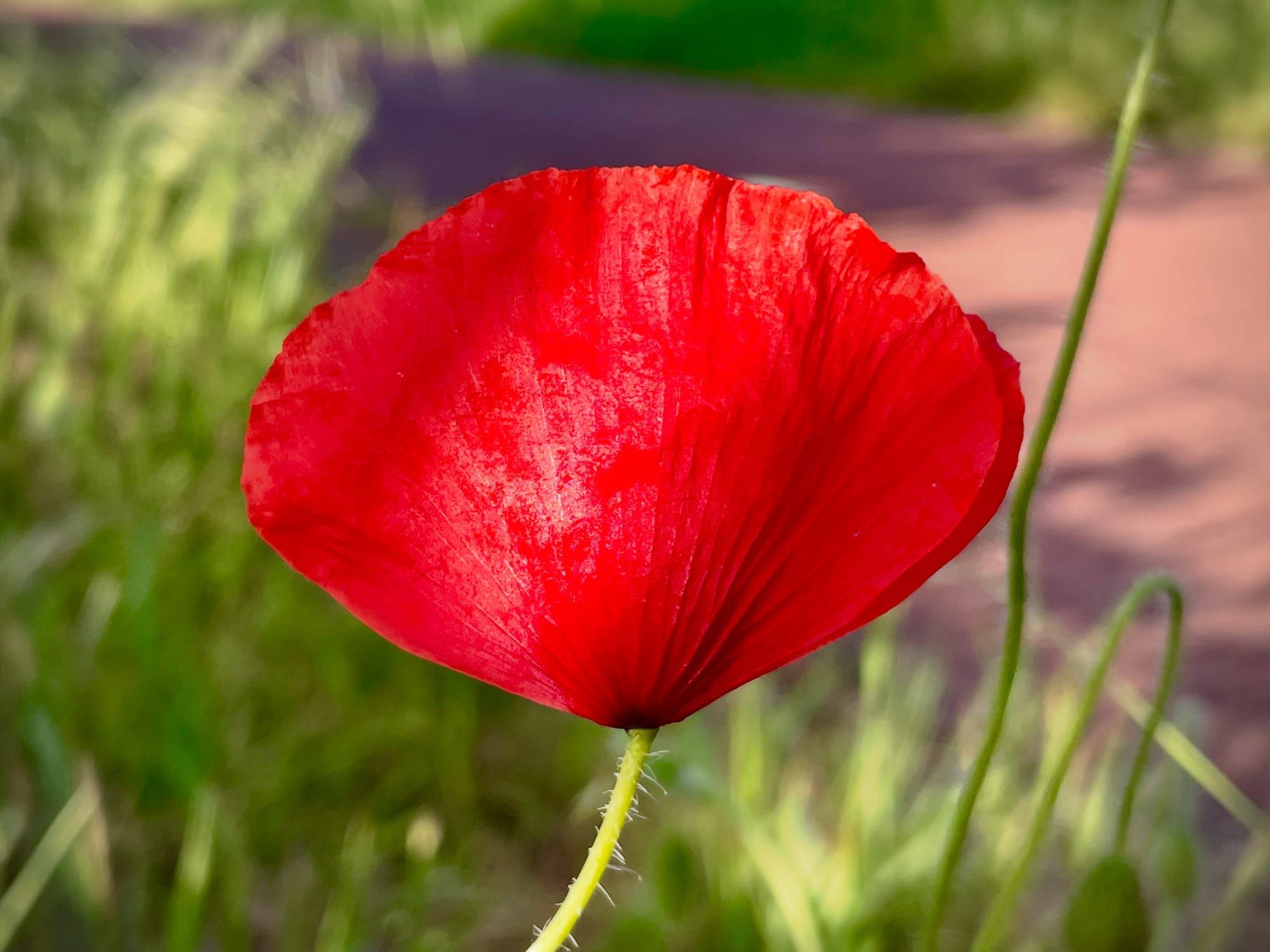 Markdown in Google Docs: A Practical Step Forward