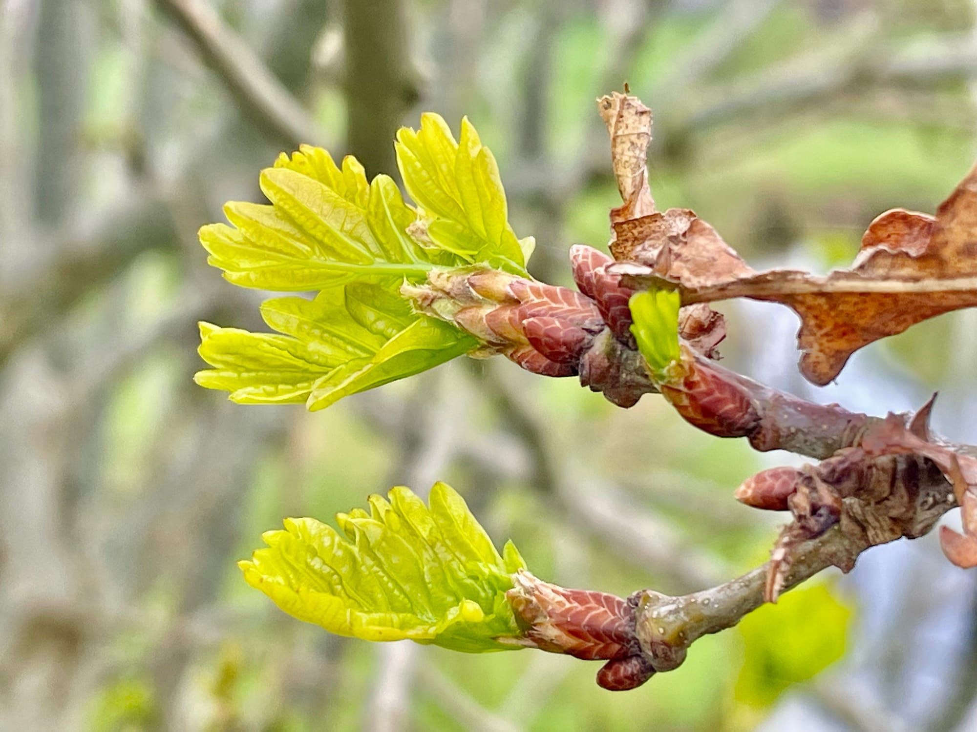 Should I Opt Out of Meta’s AI Training?