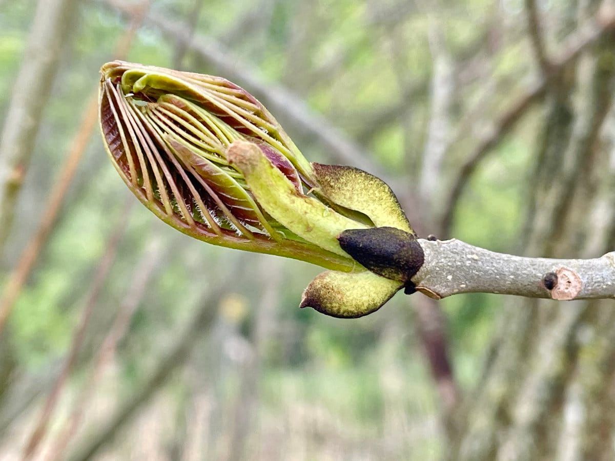 Claude Code Routines and the Access Problem