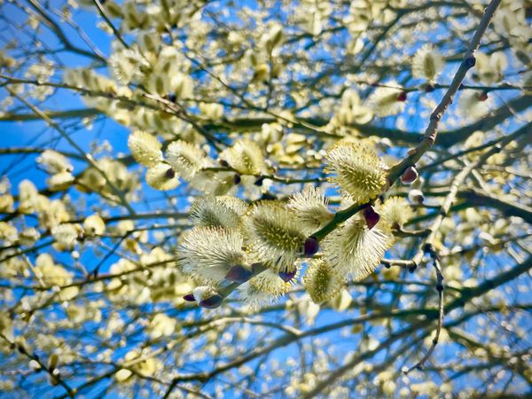 How ZEISS and ASML Enable the Modern Chip Industry