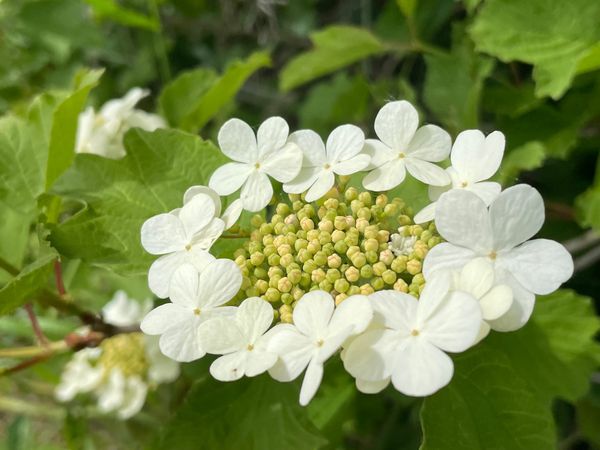 Choosing ChatGPT Team: From AI-Confidant to Trusted Colleague