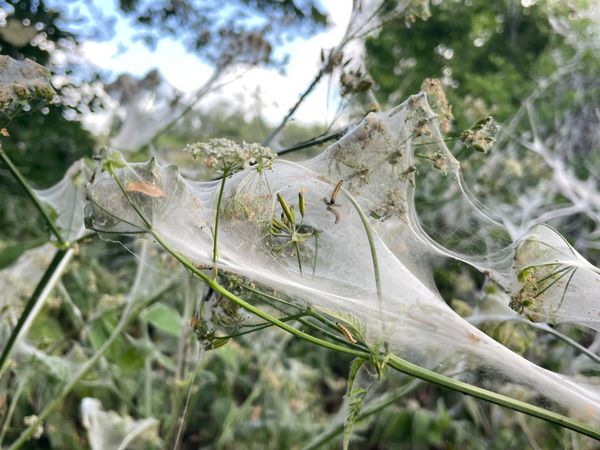 Beyond LLM’s: The Hidden Dangers of AI in Scientific Research