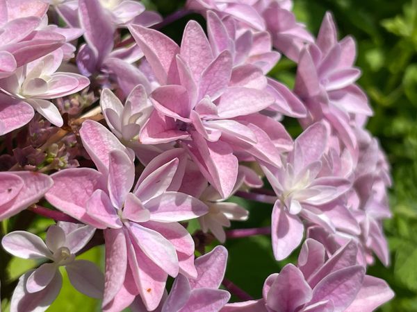 Why I Keep Mixing Up Hortensia, Hibiscus and Rhododendron