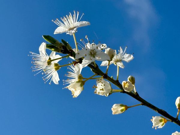 EU Inc.: between words and reality in Europe’s new company proposal