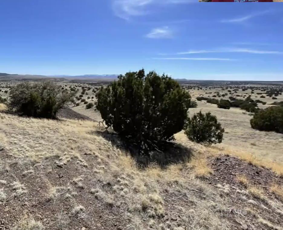 A landscape with a bush

AI-generated content may be incorrect.