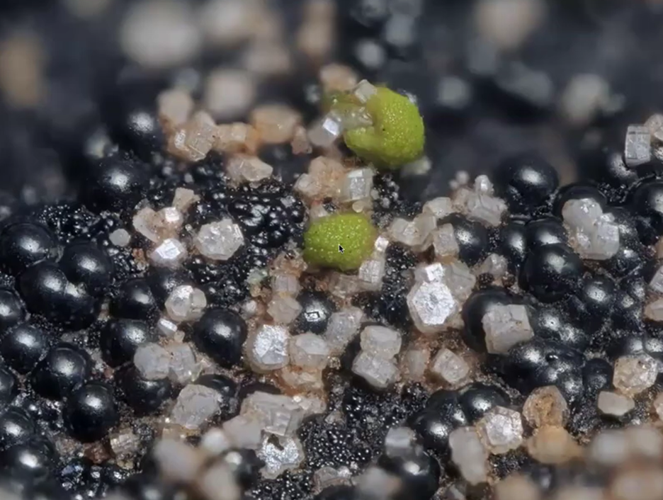 A close up of a plant

AI-generated content may be incorrect.