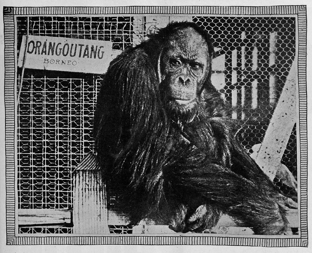 Captivity image embedded in the Joe Martin treatment.