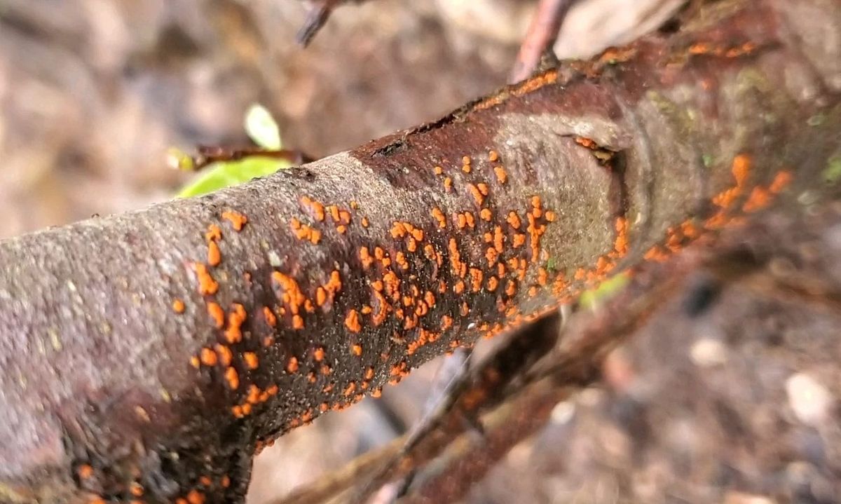 Applied Case: The Chestnut Blight