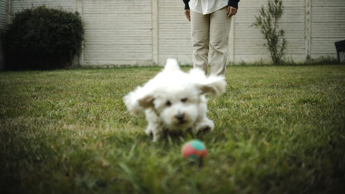 Applied Case: The Dog Gets the Ball