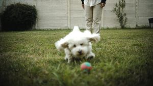 Applied Case: The Dog Gets the Ball