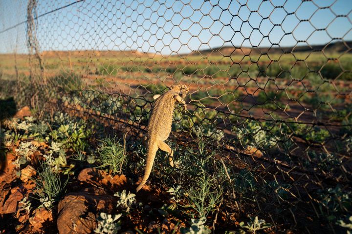 Australia vs. The Biosphere: The Dingo Fence