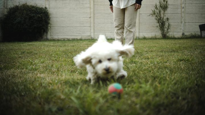 Applied Case: The Dog Gets the Ball