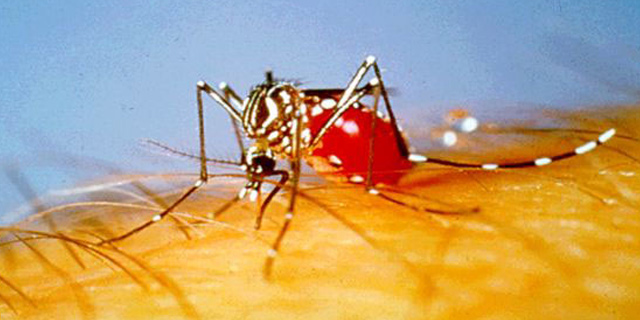 what-everyone-should-know-the-dos-and-donts-of-mosquito-bites-image-1