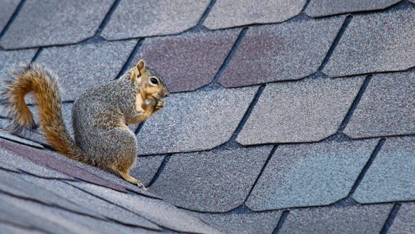 Keep the Wildlife Outdoors Where They Belong and Not In Your Home