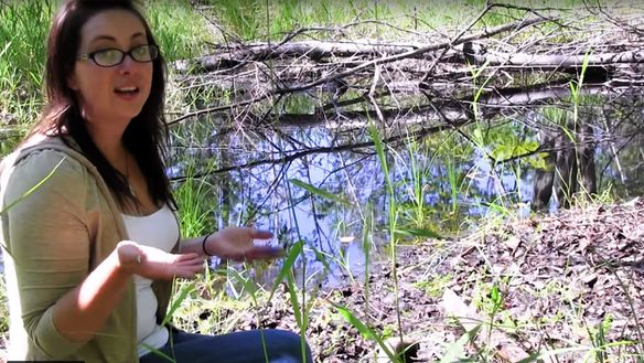 Are You an Unintentional Mosquito Breeder with the Perfect Breeding Grounds?