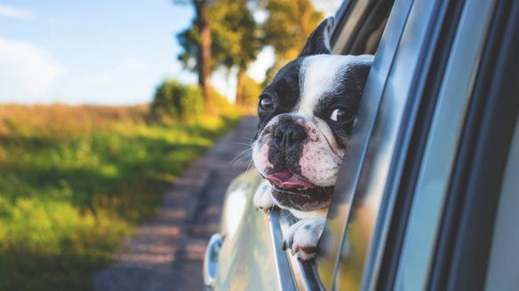 Pets are in Danger too, Protect them from the Threat of Mosquitoes