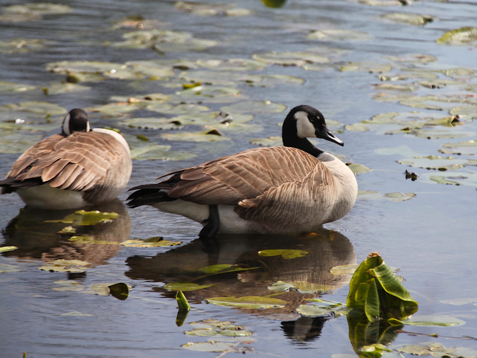 two Canada geese sitting in the water, with vegetation floating around