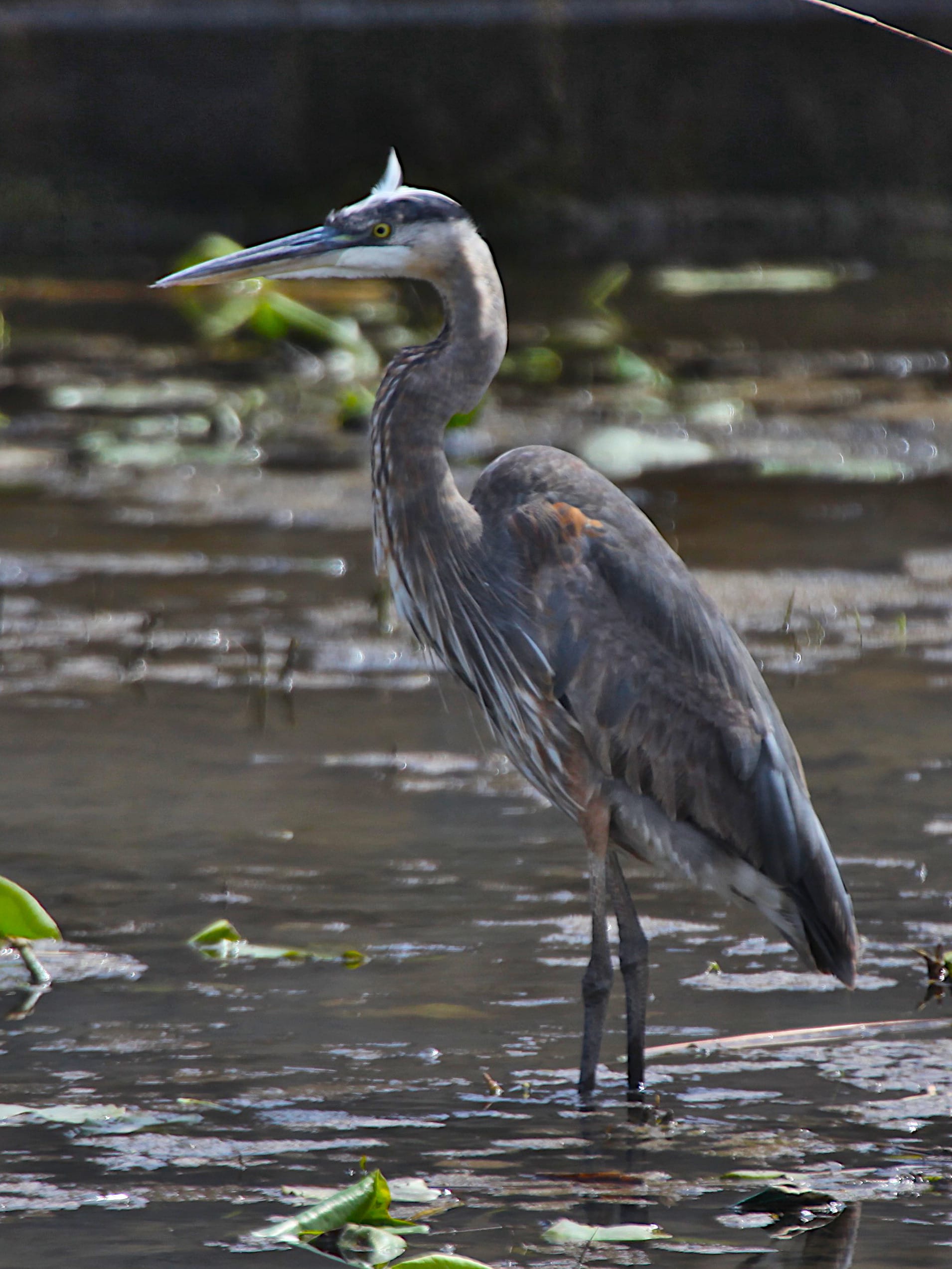 great blue heron standing in water with vegetation around facing to the left so it is in profile