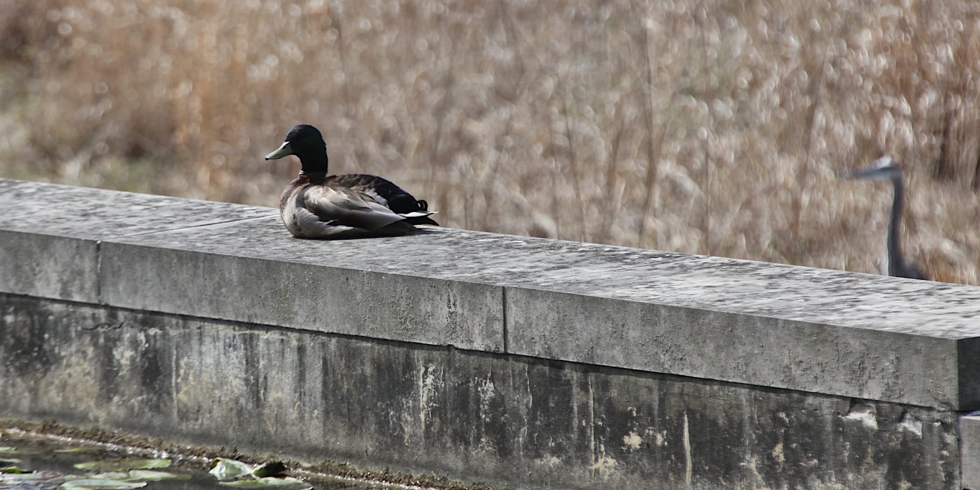 mallad duck sitting on a stone wall with water in foreground, and in the right of the frame in the distance a great blue heron is visible.